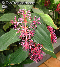 Medinilla speciosa, Showy melastome

Click to see full-size image