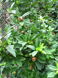 Mespilus germanica, Medlar

Click to see full-size image