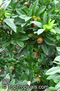 Mespilus germanica, Medlar

Click to see full-size image