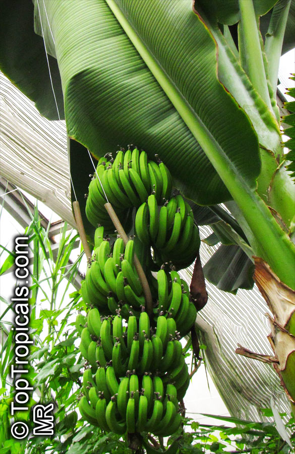 Musa sp., Banana, Bananier Nain, Canbur, Curro, Plantain. Musa acuminata