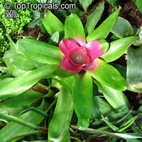 Neoregelia sp., Bromeliad

Click to see full-size image
