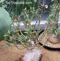 Pachypodium bispinosum, Pachypodium 

Click to see full-size image