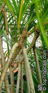 Pandanus nitidus, Pandanus stenophyllus, Freycinetia nitida, Narrow-leaved Pandanus

Click to see full-size image