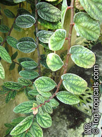 Pellionia pulchra, Procris repens, Satin Pellionia, Rainbow Vine

Click to see full-size image
