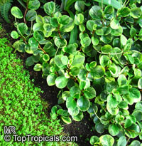 Peperomia sp., Radiator Plant