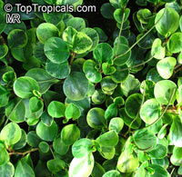 Peperomia sp., Radiator Plant