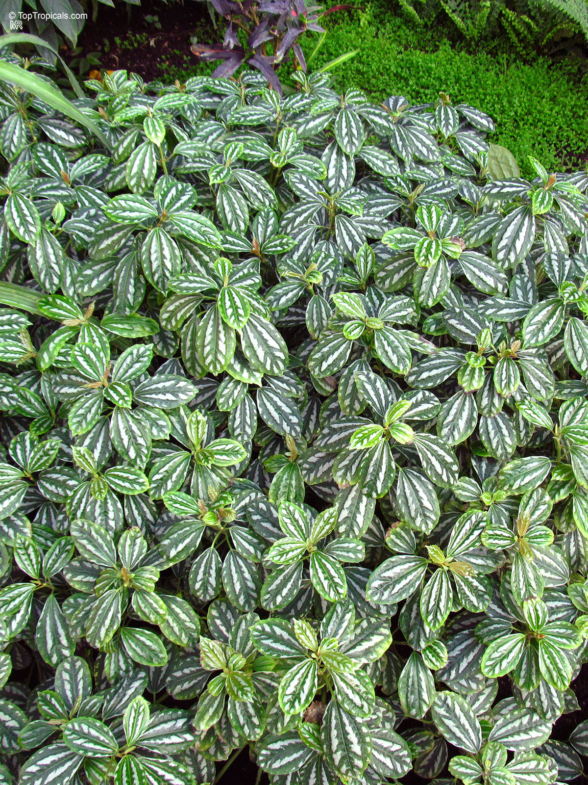 Pilea cadierei, Aluminum Plant, Watermelon Plant Pilea cadierei, Aluminum Plant, Watermelon Plant