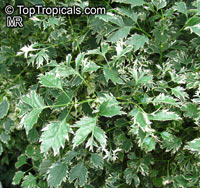 Polyscias guilfoylei, Polyscias guilfoylei var. laciniata , Guilfoyle Polyscias, Geranium Leaf Aralia, Wild Coffee, Black Aralia. Polyscias guilfoylei 'Victoria'