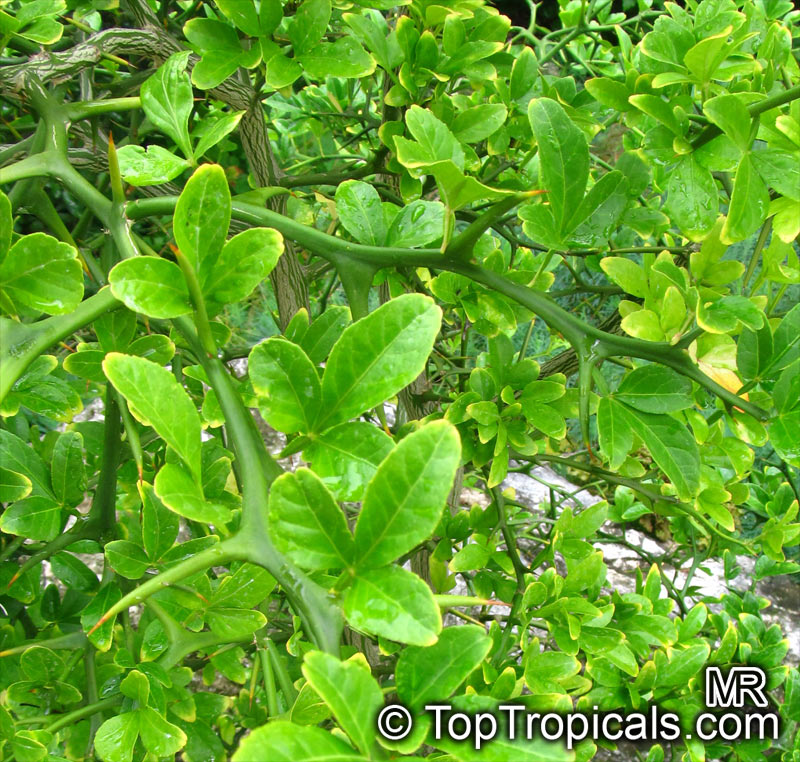 Citrus trifoliata, Poncirus trifoliata, Hardy Orange, Trifoliate Orange