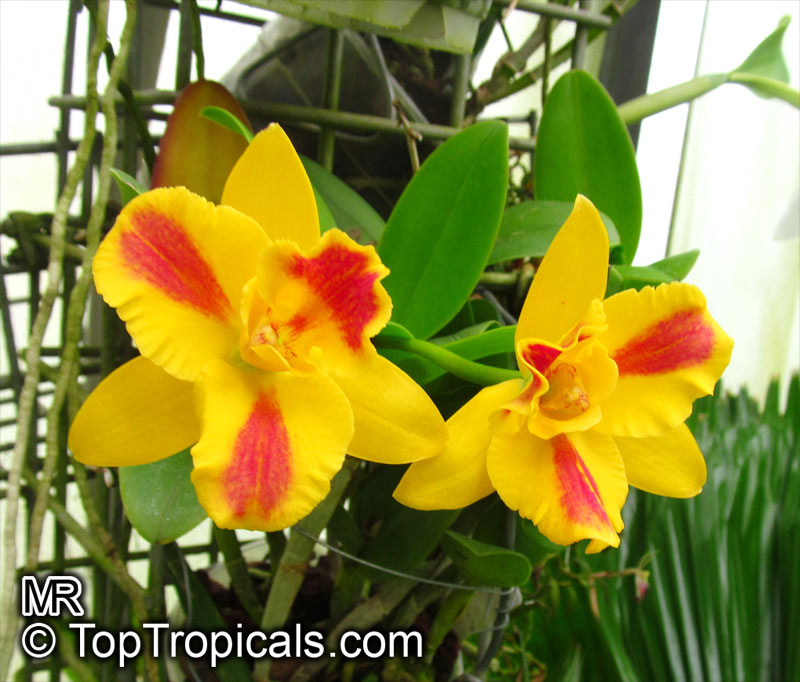 Cattleya sp., Cattleya Orchid. Potinara 'Burana Beauty'