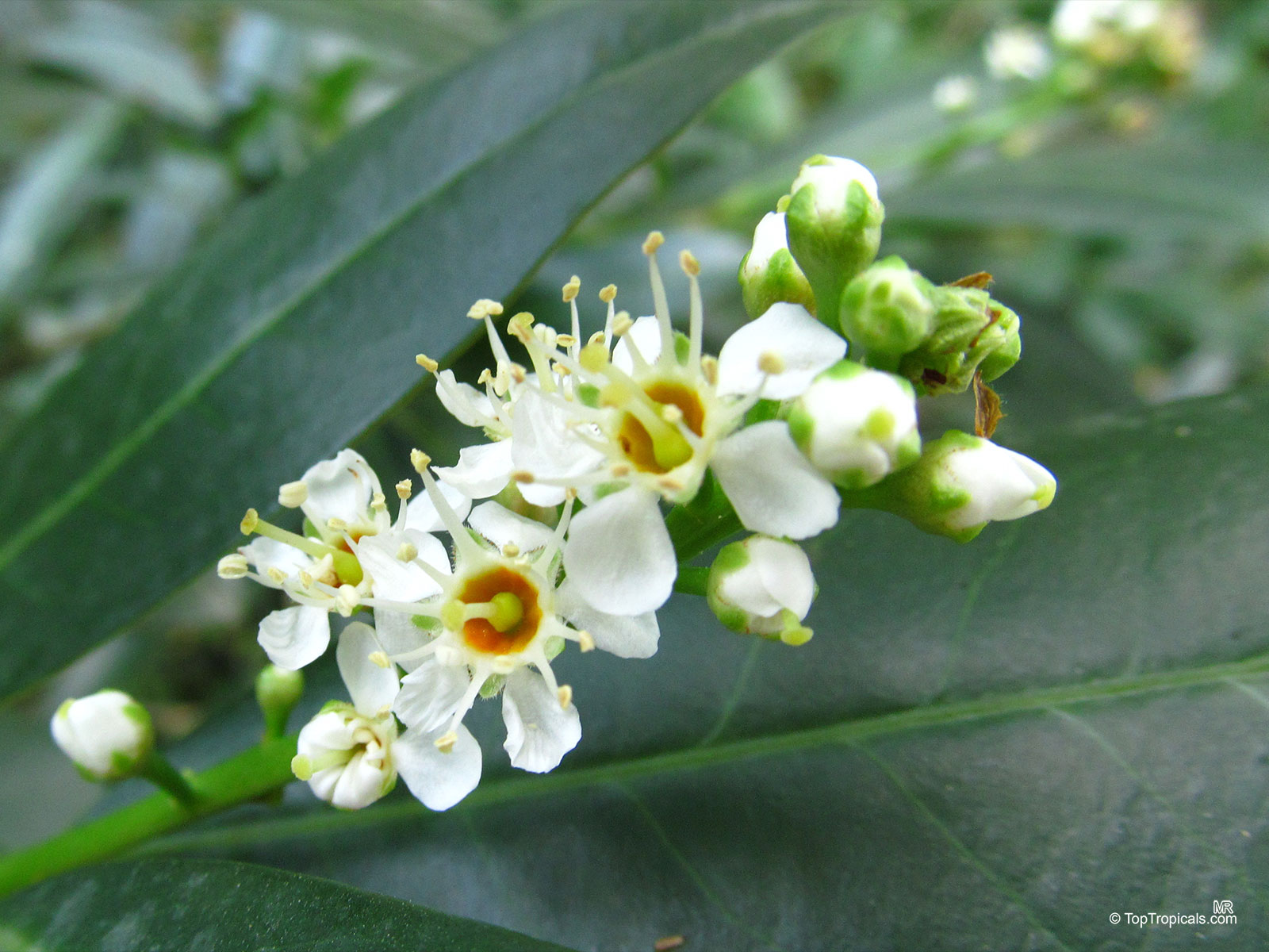Prunus laurocerasus, Cherry Laurel Prunus laurocerasus, Cherry Laurel