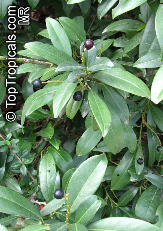 Prunus laurocerasus, Cherry Laurel
