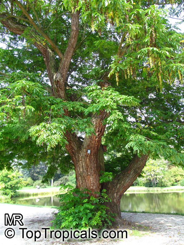 Pterocarya fraxinifolia, Caucasian Wingnut