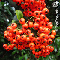 Pyracantha sp., Firethorn

Click to see full-size image