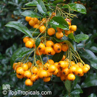Pyracantha sp., Firethorn

Click to see full-size image