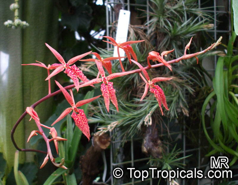 Renanthera sp., Fireworks orchid
