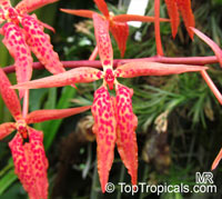 Renanthera sp., Fireworks orchid

Click to see full-size image