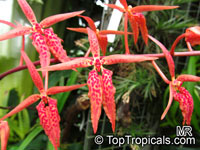 Renanthera sp., Fireworks orchid

Click to see full-size image