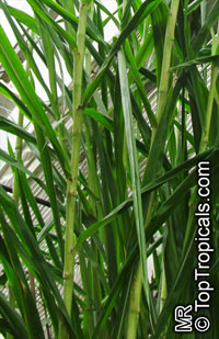Saccharum officinarum, Sugar Cane

Click to see full-size image