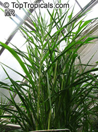 Saccharum officinarum, Sugar Cane

Click to see full-size image