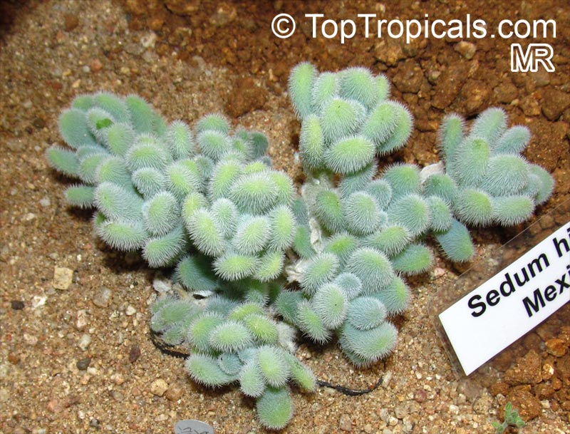 Sedum sp., Stonecrop, Hylotelephium