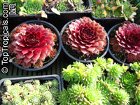 Sempervivum sp., Houseleeks, Hen and Chicks

Click to see full-size image
