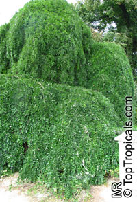 Sophora japonica, Styphnolobium japonicum, Japanese Pagoda Tree, Scholar-tree

Click to see full-size image