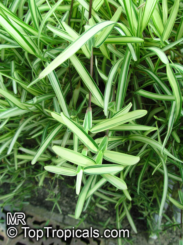 Stenotaphrum secundatum 'Variegatum', st. Augustine Grass, Buffalo Grass