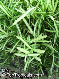 Stenotaphrum secundatum 'Variegatum', st. Augustine Grass, Buffalo Grass

Click to see full-size image