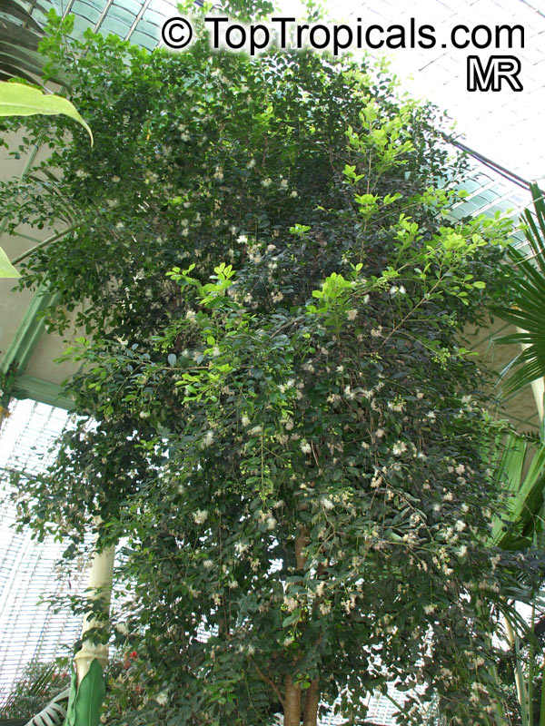 Syzygium myrtifolium, Eugenia oleina, Eugenia myrtifolia, Syzygium campanulatum, Wild Cinnamon, Australian Brush-Cherry, Kelat Oil, Kelat Paya, Red Lip