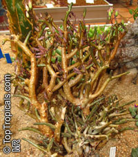 Tylecodon sp., Tylecodon

Click to see full-size image