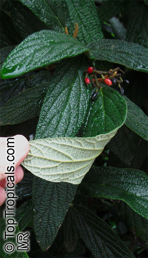 Viburnum rhytidophyllum, Leatherleaf Viburnum