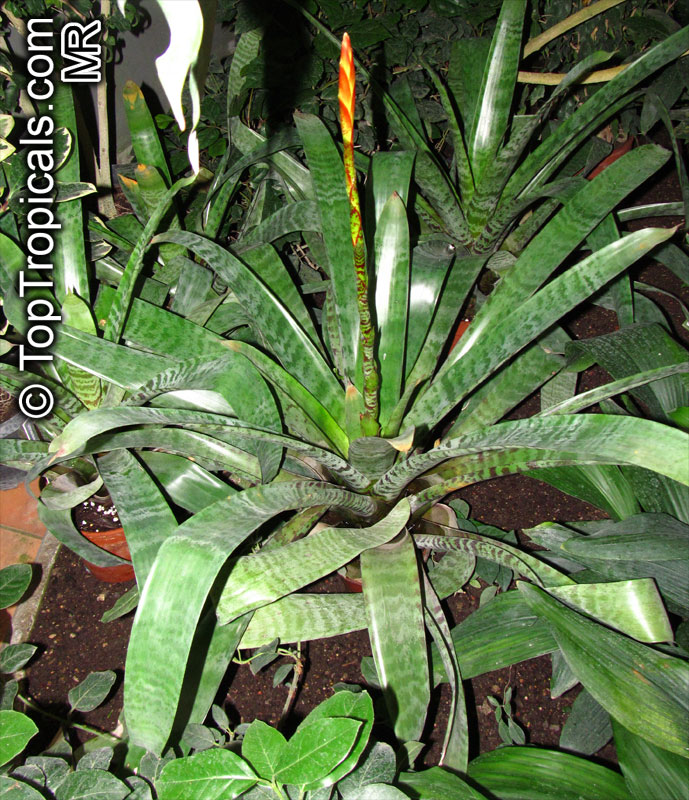 Vriesea sp., Bromeliad