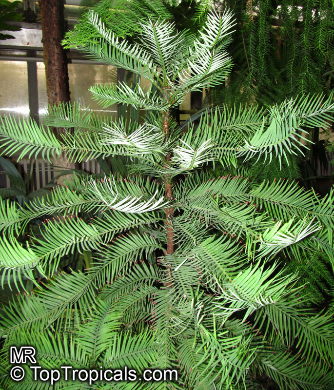 Wollemia nobilis, Wollemi Pine