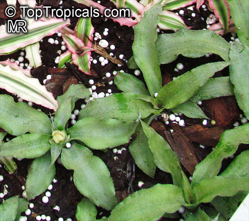 Cryptanthus sp., Cryptanthus, Bromeliad. Cryptanthus acaulis
