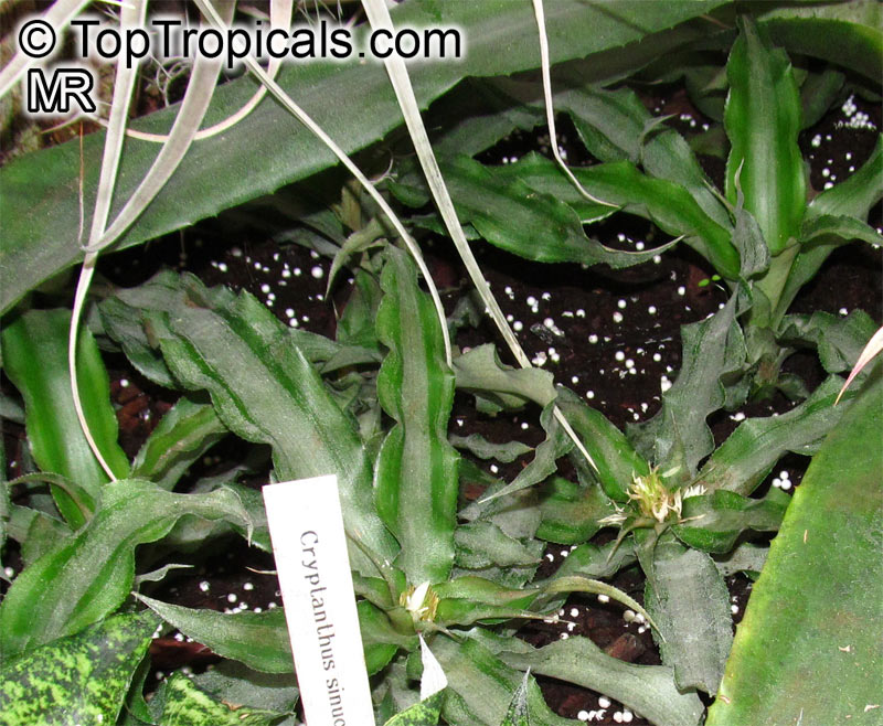 Cryptanthus sp., Cryptanthus, Bromeliad. Cryptanthus sinuosus