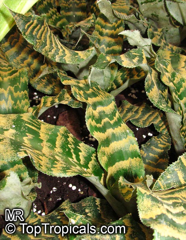 Cryptanthus sp., Cryptanthus, Bromeliad. Cryptanthus zonatus viridis