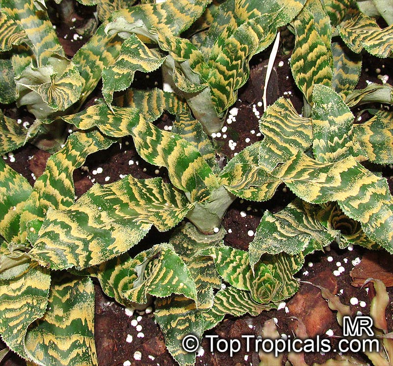 Cryptanthus sp., Cryptanthus, Bromeliad. Cryptanthus zonatus viridis