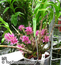 Dendrobium bracteosum, Bracted Dendrobium

Click to see full-size image