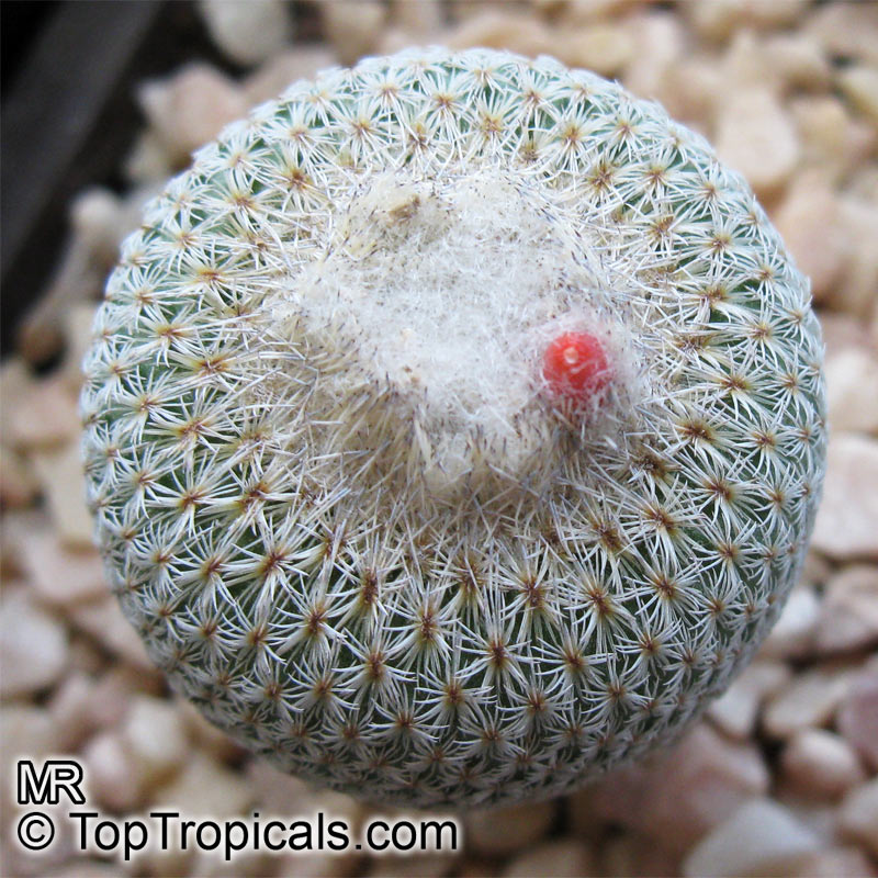 Epithelantha sp., Button Cactus