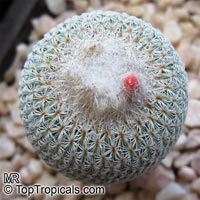 Epithelantha sp., Button Cactus

Click to see full-size image