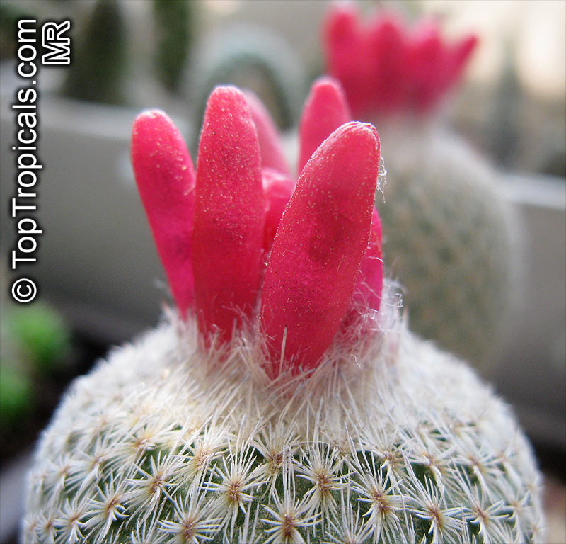 Epithelantha sp., Button Cactus