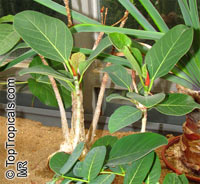 Ficus palmeri, Rock Fig

Click to see full-size image