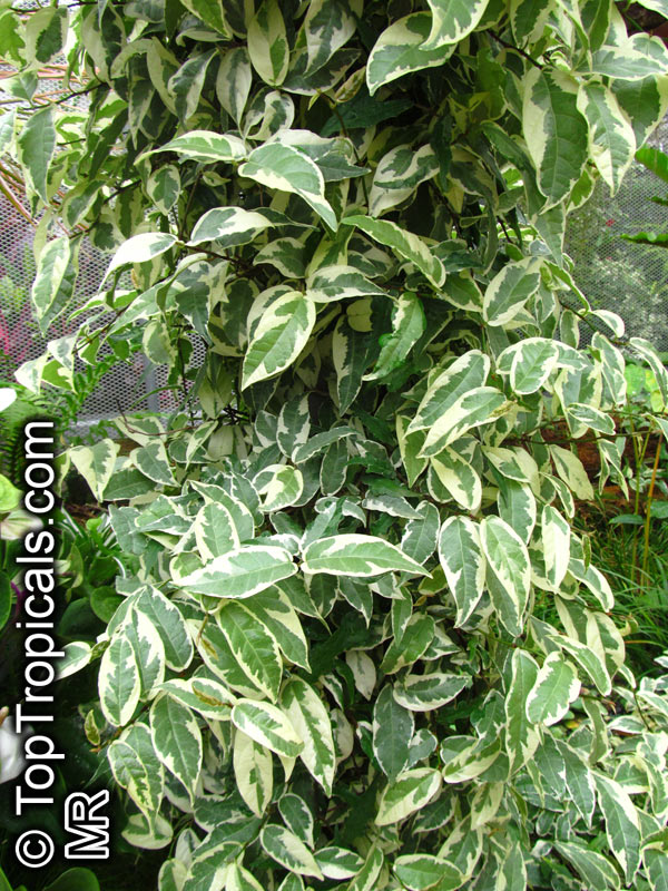 Ficus sagittata, Ficus radicans, Variegated Rooting Fig