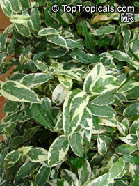 Ficus sagittata, Ficus radicans, Variegated Rooting Fig

Click to see full-size image