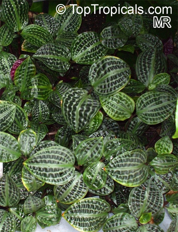 Geogenanthus poeppigii, Geogenanthus undatus, Seersucker Plant