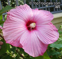 Hibiscus moscheutos, Swamp-rose Mallow, Hardy Hibiscus, Crimsoneyed Rosemallow, Rose Mallow, Swamp Mallow

Click to see full-size image