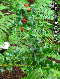 Ilex pernyi, Perney's Holly

Click to see full-size image