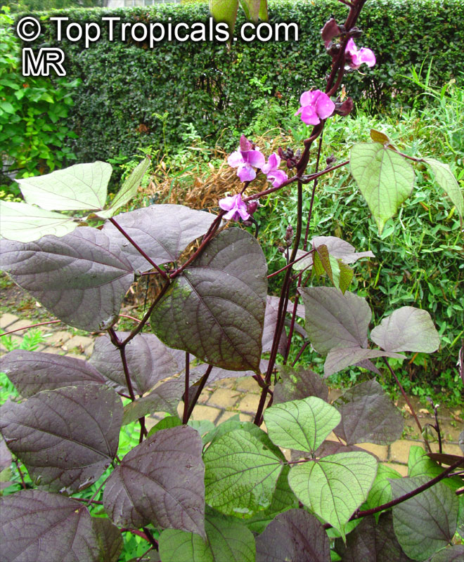 Lablab purpureus, Dolichos lablab, Hyacinth bean