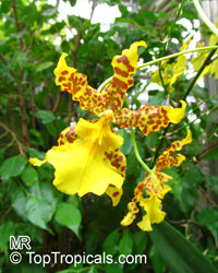 Odontoglossum sp., Odontoglossum

Click to see full-size image